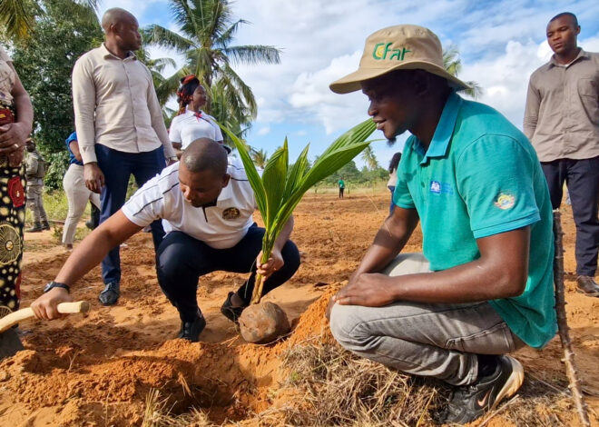Inhambane avança com repovoamento massivo para salvar palmar de coqueiros – O País
