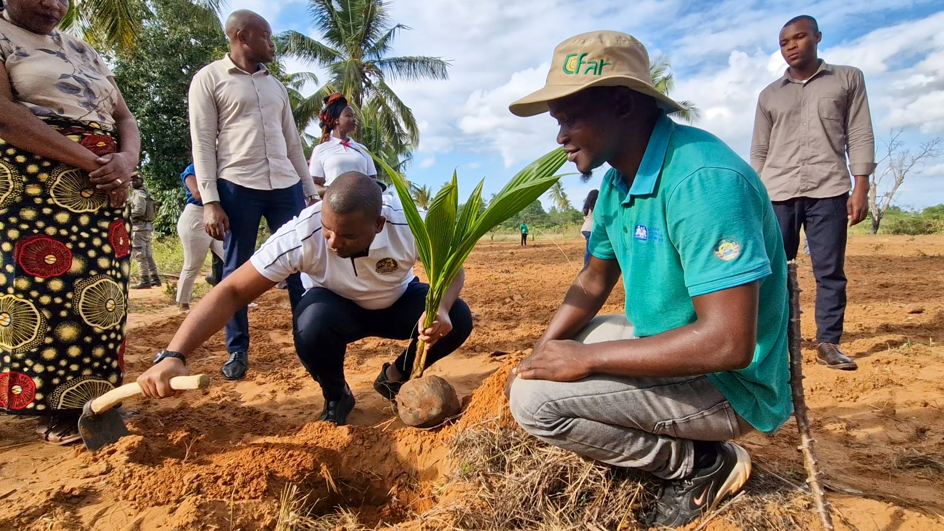Inhambane avança com repovoamento massivo para salvar palmar de coqueiros – O País