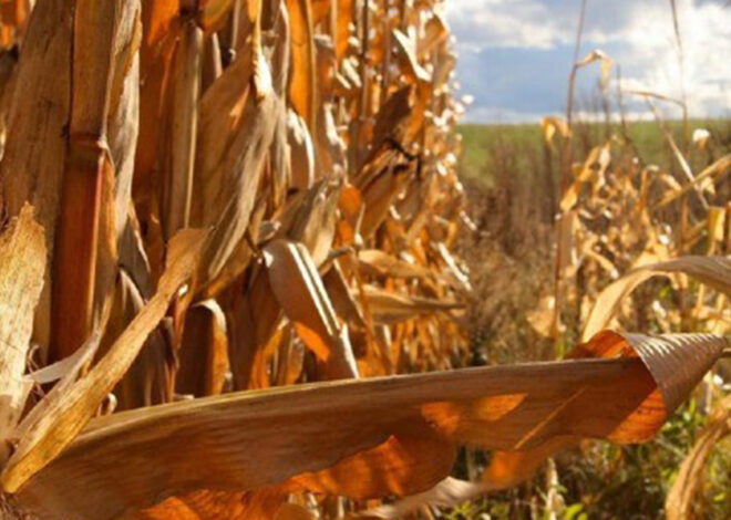 Ministro da Agricultura alerta que País deve estar preparado para enfrentar El Niño – O País