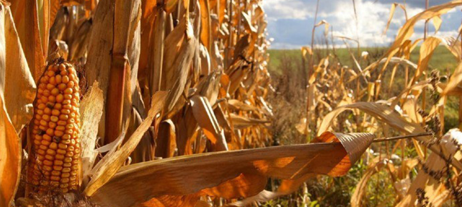 Ministro da Agricultura alerta que País deve estar preparado para enfrentar El Niño – O País