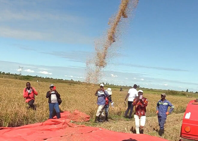 IIAM introduz novas variedades de arroz na Zambézia para reforçar produtividade agrícola – O País