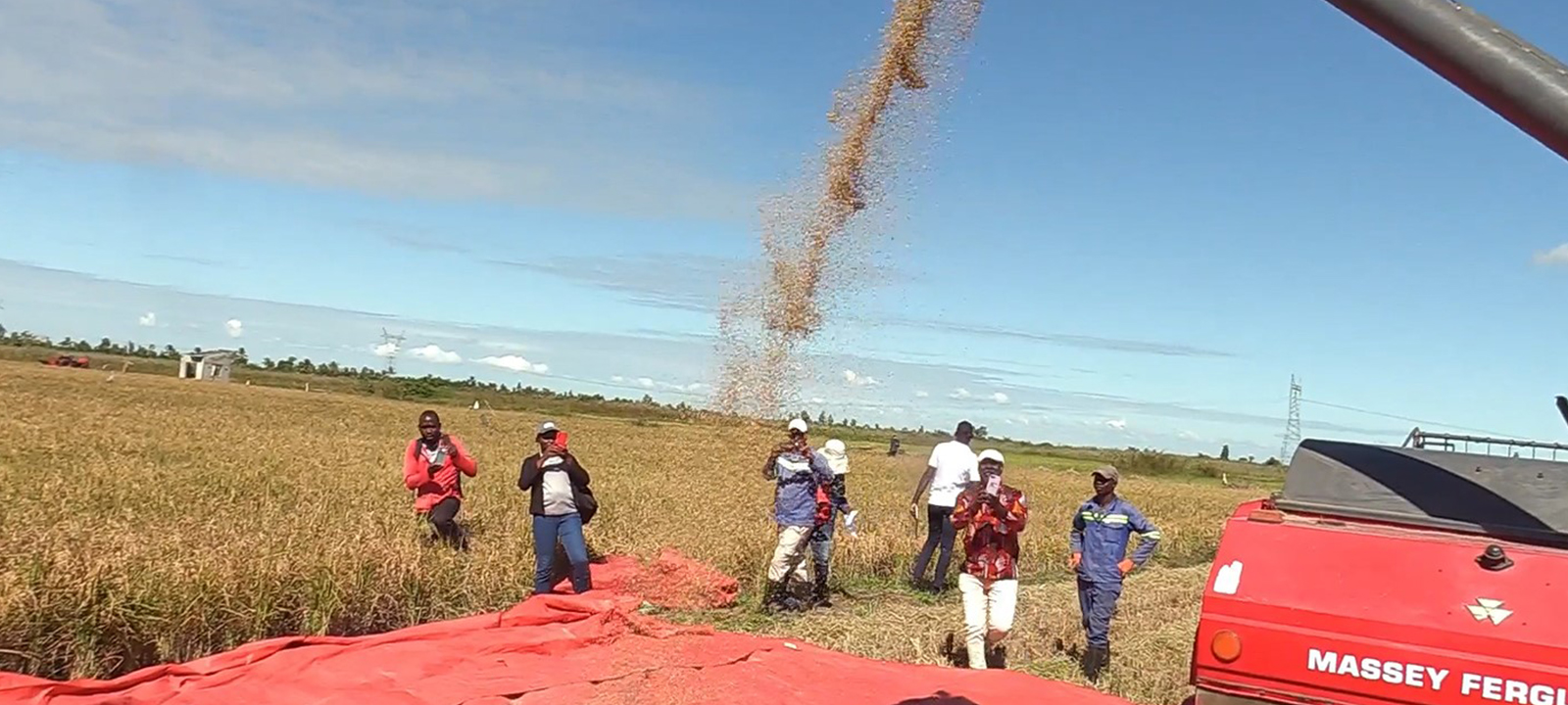 IIAM introduz novas variedades de arroz na Zambézia para reforçar produtividade agrícola – O País