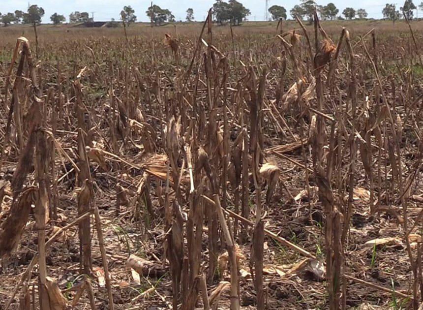 Crises climáticas e económicas expõem fragilidades do sistema alimentar – O País