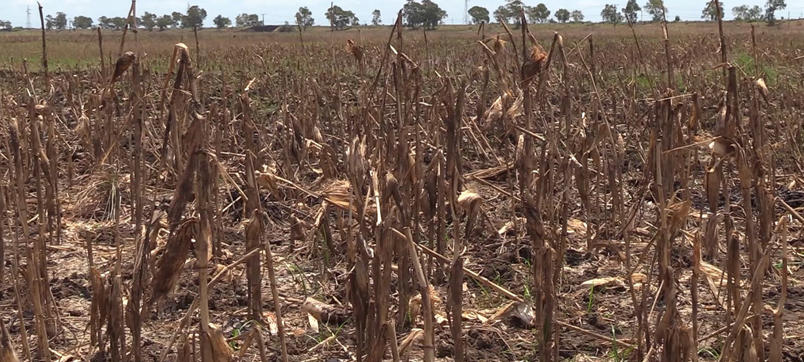 Crises climáticas e económicas expõem fragilidades do sistema alimentar – O País