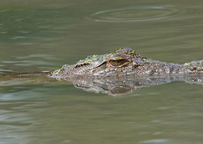 Nove pessoas assistidas no Hospital Distrital de Mocuba após ataques de crocodilos no Rio Licungo