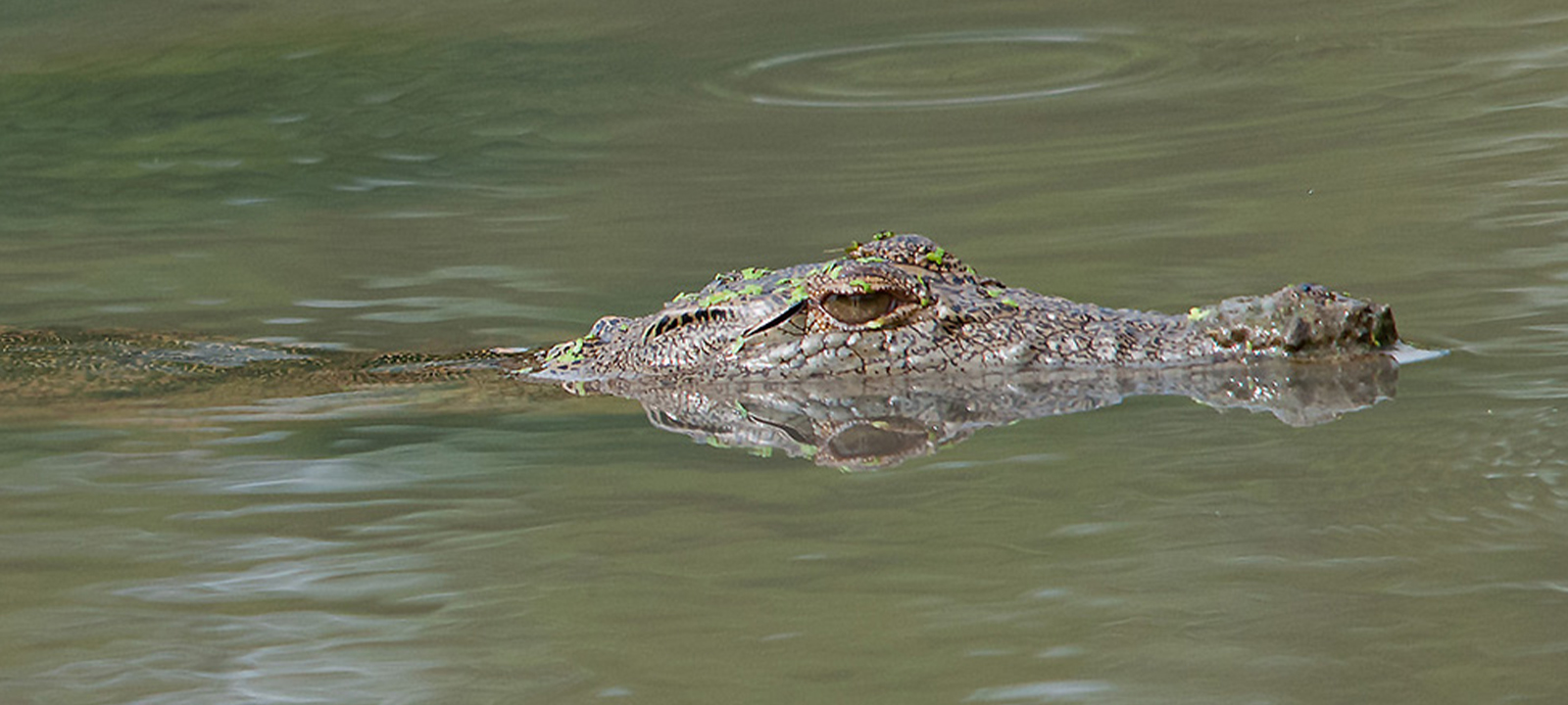 Nove pessoas assistidas no Hospital Distrital de Mocuba após ataques de crocodilos no Rio Licungo