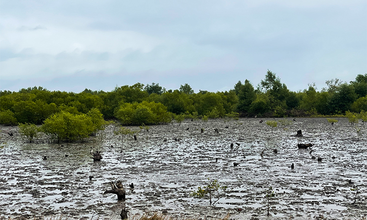 Mangal destruído para produzir sal pode agora valer milhões em carbono – O País