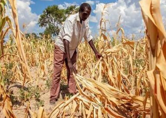 Seca e Guerra devastam agricultura no Sudão – O País