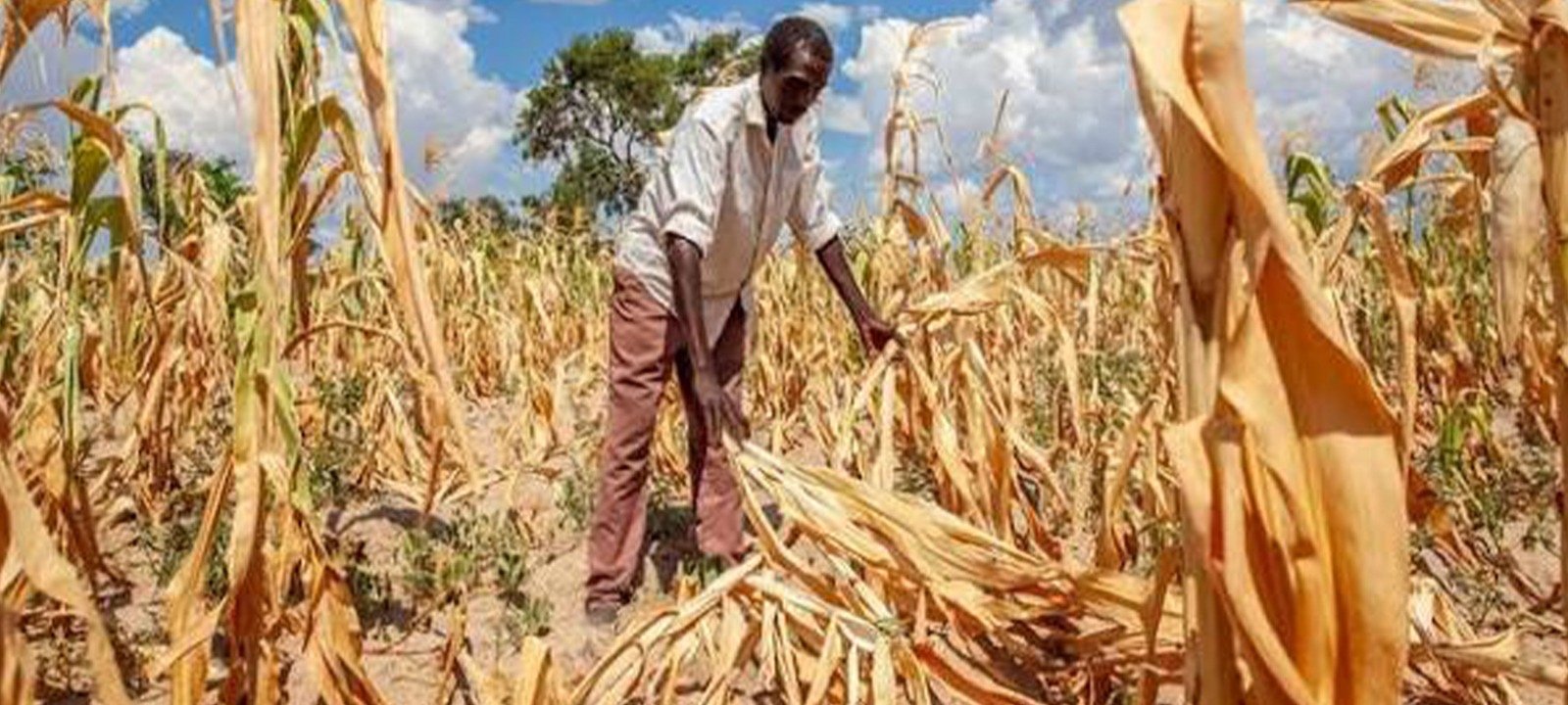Seca e Guerra devastam agricultura no Sudão – O País