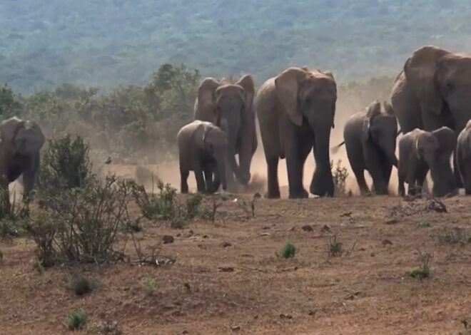 Conflitos homem-fauna bravia causam 62 mortes em Tete em seis meses – O País