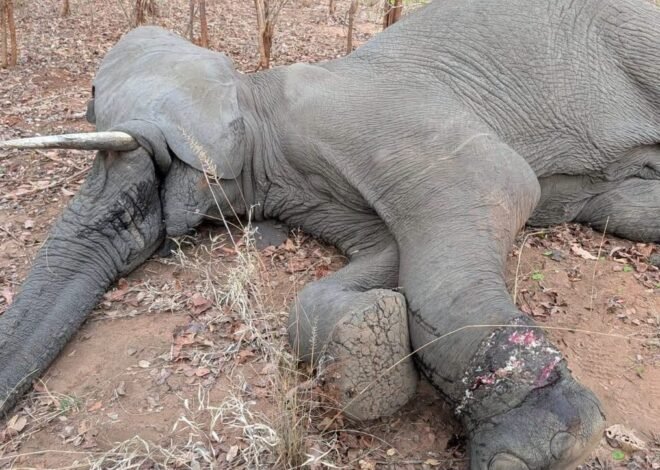 Elefante armadilhado salvo na Reserva do Niassa – Jornal Domingo
