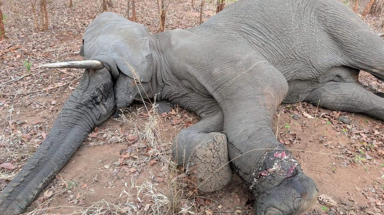 Elefante armadilhado salvo na Reserva do Niassa – Jornal Domingo