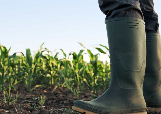Zimbabwe paga USD 820 milhões a agricultores brancos por terras expropriadas – O País