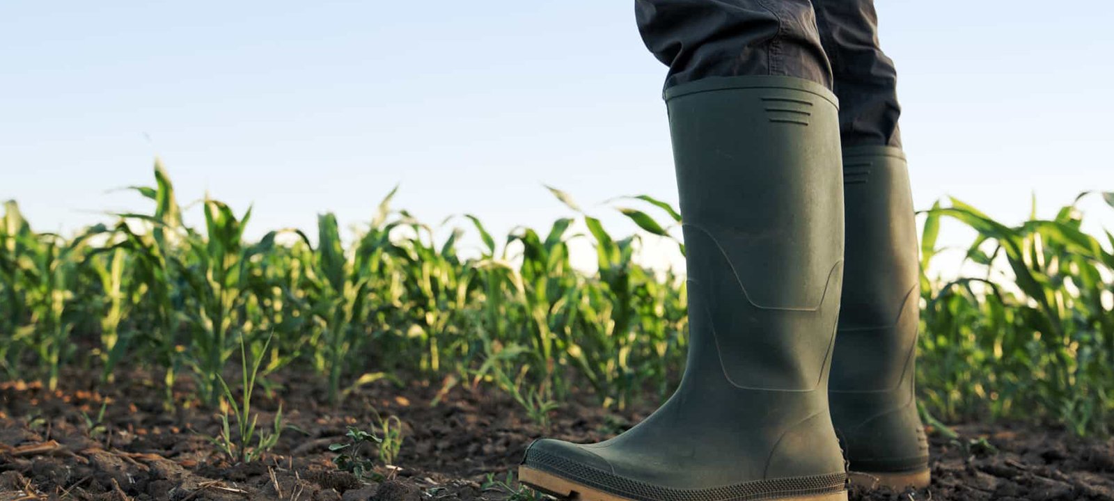 Zimbabwe paga USD 820 milhões a agricultores brancos por terras expropriadas – O País
